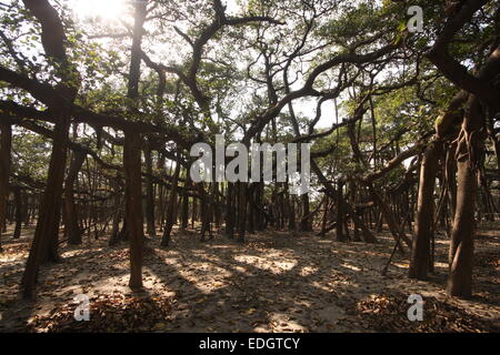 Weltweit größte Banyanbaum in Kalkutta Botanischer Garten Stockfoto