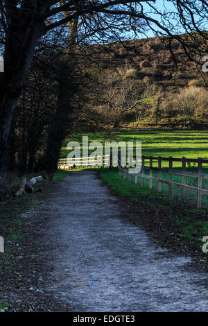 Einen Weg entlang einer Allee Spur mit einem hölzernen Zaun Stockfoto