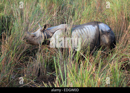 Mehr einem gehörnten Nashorn in Kaziranga Nationalpark, Assam, Indien Stockfoto