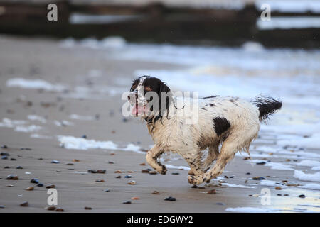 Springer Spaniel Hund am Strand bei Sonnenuntergang Stockfoto