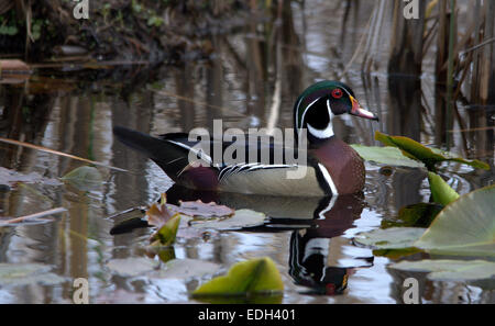 Männliche Brautente in den Sumpf am Point Pelee Nationalpark in Leamington, Ontario Stockfoto