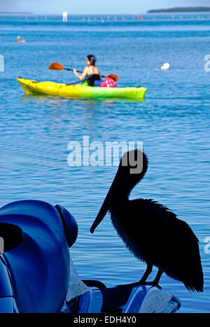 Kajakfahrer und braune Pelikan entlang Florida Keys Overseas Highway in Robbies Marina in Islamorada. Stockfoto