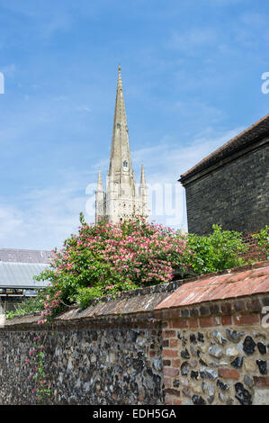 Turm der Norwich Kathedrale mit Wand- und Geißblatt im Vordergrund Stockfoto