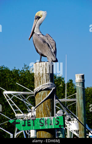 Braune Pelikan entlang Florida Keys Overseas Highway in Robbies Marina in Islamorada. Stockfoto