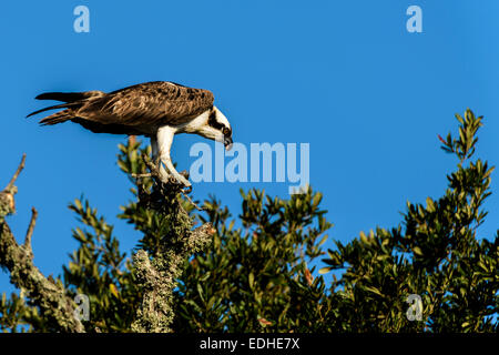 Osprey Stockfoto