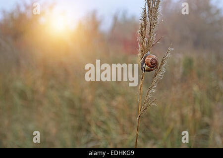 Schnecke auf einem Grashalm Stockfoto
