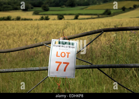 Halm Stroh zur Versteigerung an Grenze Devon Somerset UK Stockfoto