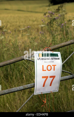 Halm Stroh zur Versteigerung an Grenze Devon Somerset UK Stockfoto