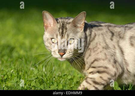 Leopard Kater (Prionailurus Bengalensis) in den Garten, Haustier Stockfoto