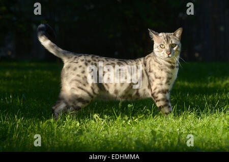 Leopard Kater (Prionailurus Bengalensis) in den Garten, Haustier Stockfoto
