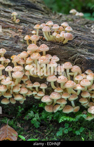 Sulphur Tuft Pilz: Grünblättriger Fasciculare. Sussex, England Stockfoto