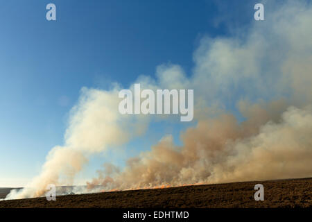 Ein Landwirt brennenden Heather auf Egton Moor mitten im Winter, The North Yorkshire Moors, England. Stockfoto