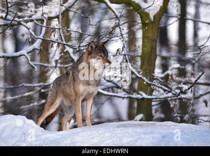 Nordwestlichen Wolf (Canis Lupus Occidentalis) im Schnee, aufmerksam, Gefangenschaft, Baden-Württemberg, Deutschland Stockfoto