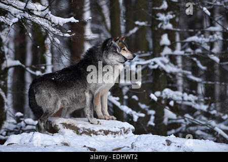 Männliche und weibliche Anführer des Rudels, alpha-Wolf, nordwestlichen Wolf (Canis Lupus Occidentalis) im Schnee, aufgepasst, gefangen Stockfoto