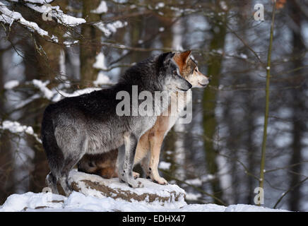 Männliche und weibliche Anführer des Rudels, alpha-Wolf, nordwestlichen Wolf (Canis Lupus Occidentalis) im Schnee, aufgepasst, gefangen Stockfoto