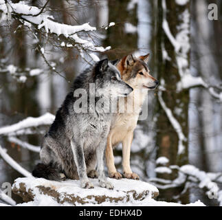 Männliche und weibliche Führer des Rudels, alpha-Wolf, nordwestlichen Wolf (Canis Lupus Occidentalis) im Schnee, aufgepasst, gefangen Stockfoto