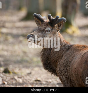 Rothirsch (Cervus Elaphus), Hirsch mit samt Geweih, Gefangenschaft, Bayern, Deutschland Stockfoto