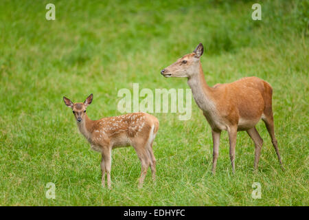 Rothirsch (Cervus Elaphus), Hinterbeine und Fawn auf einer Wiese, Gefangenschaft, Bayern, Deutschland Stockfoto