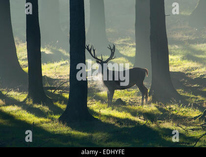 Rothirsch (Cervus Elaphus), Hirsch in einem Fichtenwald, Gefangenschaft, Niedersachsen, Deutschland Stockfoto