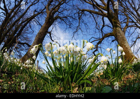 Frühling, Schneeflocke (Leucojum Vernum), Eurasburg, Upper Bavaria, Bavaria, Germany Stockfoto