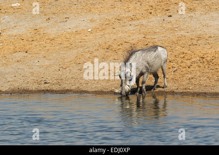 Gemeinsamen Warzenschwein (Phacochoerus Africanus) trinken an einer Wasserstelle, Etosha Nationalpark, Namibia Stockfoto