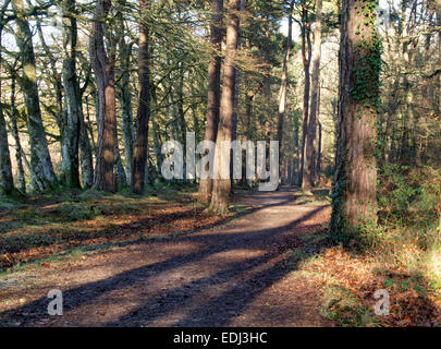 Woodland footpath, Meeth, Devon, UK Stockfoto