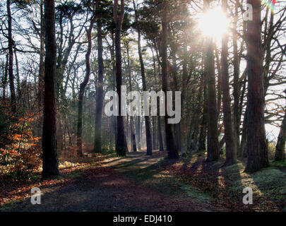 Sonne durch die Bäume auf Wald Wanderweg, Exeter, Devon, UK Stockfoto
