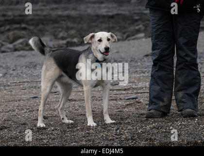 Husky elsässischen cross Hund stehend neben Besitzer an einem Strand, Cornwall, UK Stockfoto