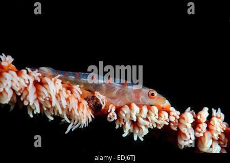 Großen Peitsche Grundel oder White-Line Seawhip Grundel (Bryaninops Amplus) Bohol Sea, Philippin, Südost-Asien Stockfoto