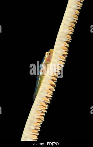 Großen Peitsche Grundel oder White-Line Seawhip Grundel (Bryaninops Amplus) Bohol Sea, Philippin, Südost-Asien Stockfoto