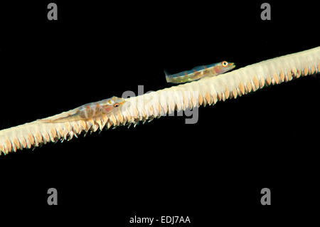 Großen Peitsche Grundel oder White-Line Seawhip Grundel (Bryaninops Amplus) Bohol Sea, Philippin, Südost-Asien Stockfoto