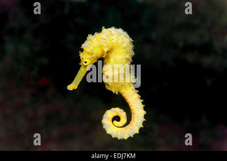 Gelbe Seepferdchen, Mündungs Seepferdchen, Oceanic Seepferdchen oder gefleckte Seepferdchen (Hippocampus Kuda), Bohol Sea, Indo-Pazifik Stockfoto