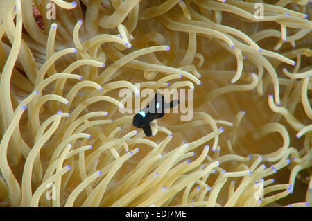 Threespot Dascyllus, Domino Riffbarsch oder einfach Domino (Dascyllus Trimaculatus) Stockfoto