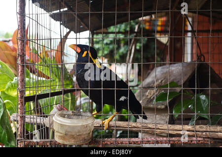 Gemeinsamen Hill Myna, Gracula Religiosa, Vogel in einem Käfig als Haustier, Koh Lanta Thailand, Südost-Asien. Stockfoto