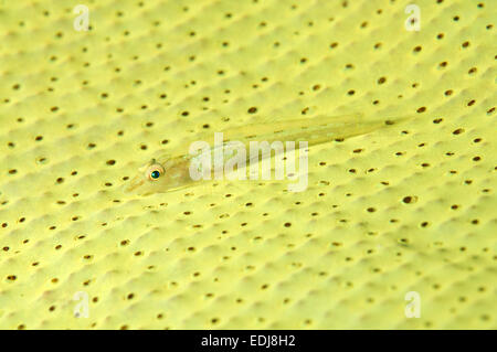 Großen Peitsche Grundel oder White-Line Seawhip Grundel (Bryaninops Amplus) Bohol Sea, Philippin, Südost-Asien Stockfoto