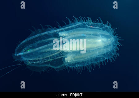 Rippenquallen Arktis Rippenqualle oder Northern Kämmen Gelee (Bolinopsis Infundibulum) Bohol Sea, Philippinen, Südostasien Stockfoto