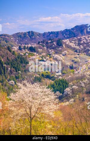 Prunus Sargentii, Rikugou-Ousenkyo, Nagano, Japan Stockfoto