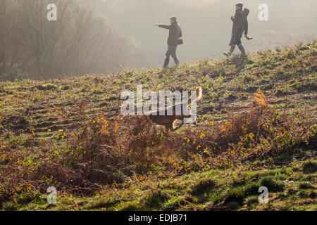 Fasan schießen in englischen Landschaft, UK Stockfoto