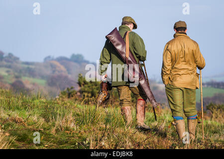 Fasan schießen in englischen Landschaft, UK Stockfoto