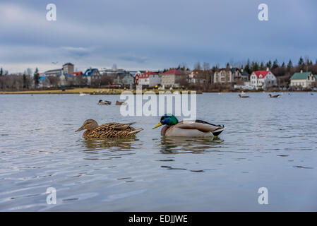 Paar Stockenten im Teich tjornin oder Reykjavik, Island Stockfoto