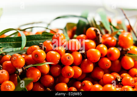 Sanddorn Beeren enthalten Vitamin C, dienen in Pharmakologie, Medizin, Kosmetik Stockfoto