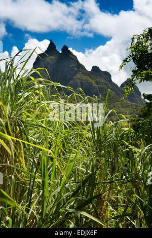 Mau713Mauritius, Creve Coeur, Mount Pieter Both über Zuckerrohr-Ernte Stockfoto