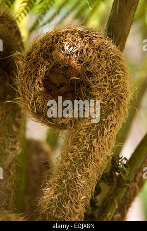 Mauritius, Maccabe, Natur behalten, neue Wedel von Tree unfurling Farn Stockfoto