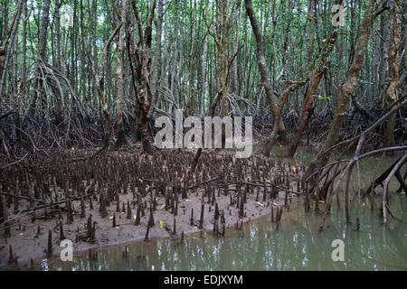 Die Antenne Wurzeln Luftwurzeln, Mangrovenwald in Krabi, Thailand, Südostasien. Stockfoto