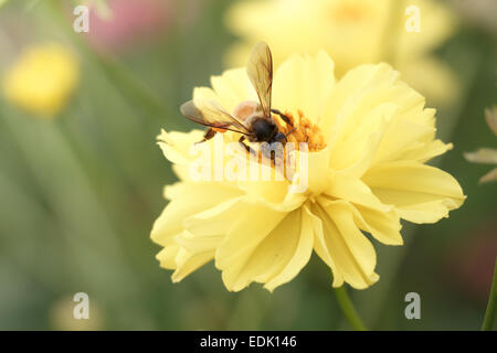 Biene Schwarm Blume (Vintage-Stil) Stockfoto