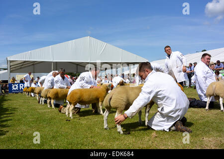 Zeigt Beltex Schafe Adie der Royal Highland Show, Edinburgh, 2014. Stockfoto