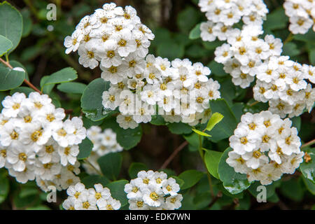 Van Houtte Spirea x vanhouttei Frühlingsblühender Sträucher Spirea vanhouttei Blume weiß Stockfoto