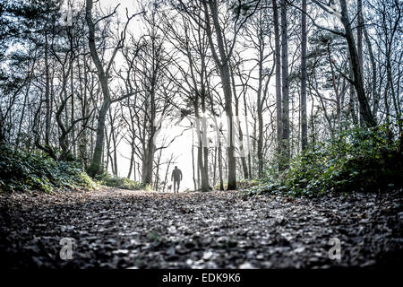 Mann zu Fuß Hund im Wald Stockfoto