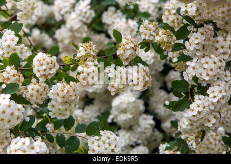 Van Houtte Spiraea vanhouttei blühender Strauch Stockfoto