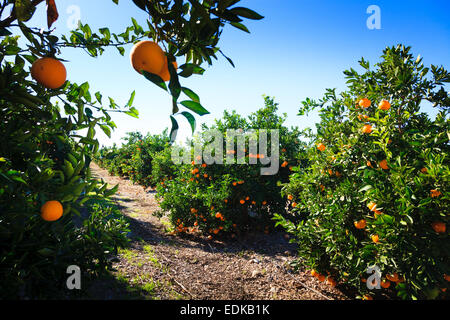 Orangen Reifen in der Sonne auf Orangenbäume in Valencia, Spanien Stockfoto